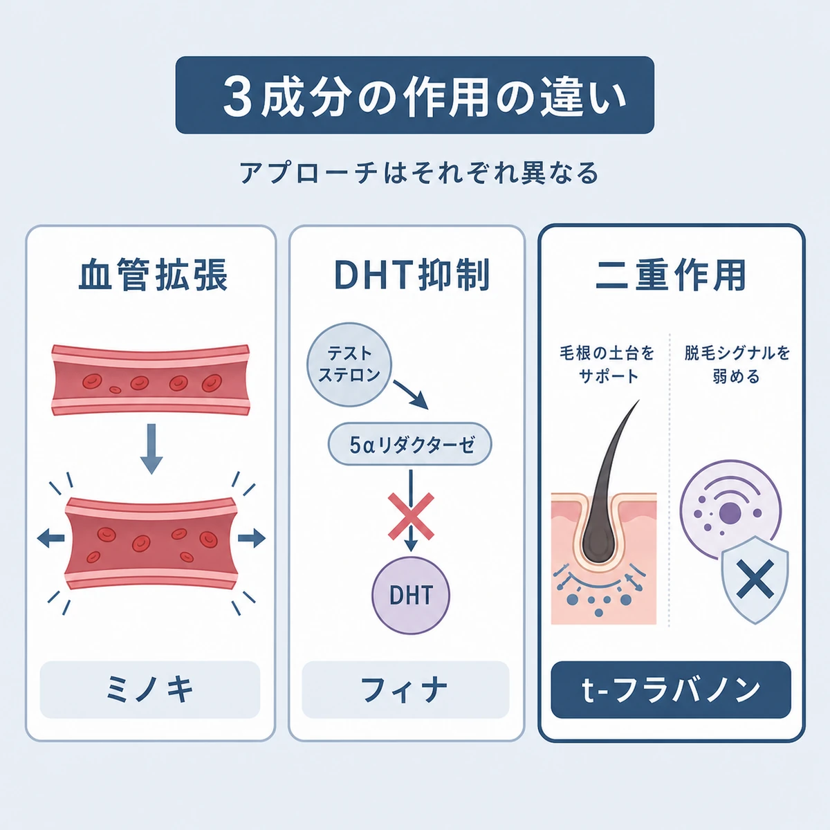 t-フラバノンとミノキシジル・フィナステリドの作用の違いを3枚で比較した医療イラスト