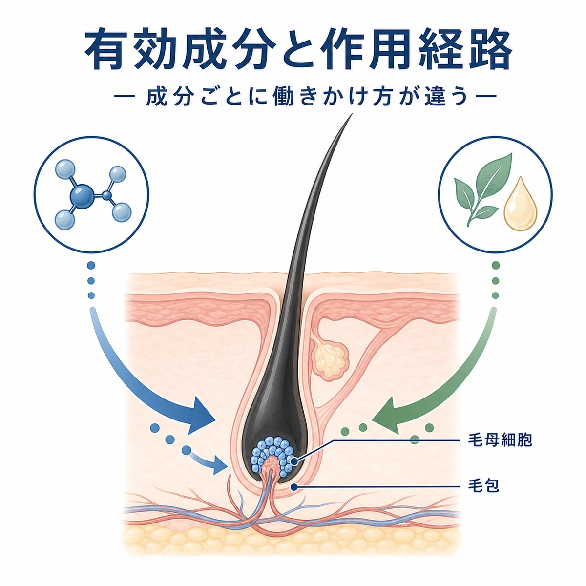 有効成分が毛根に働きかける作用経路の違いを表した医療イラスト