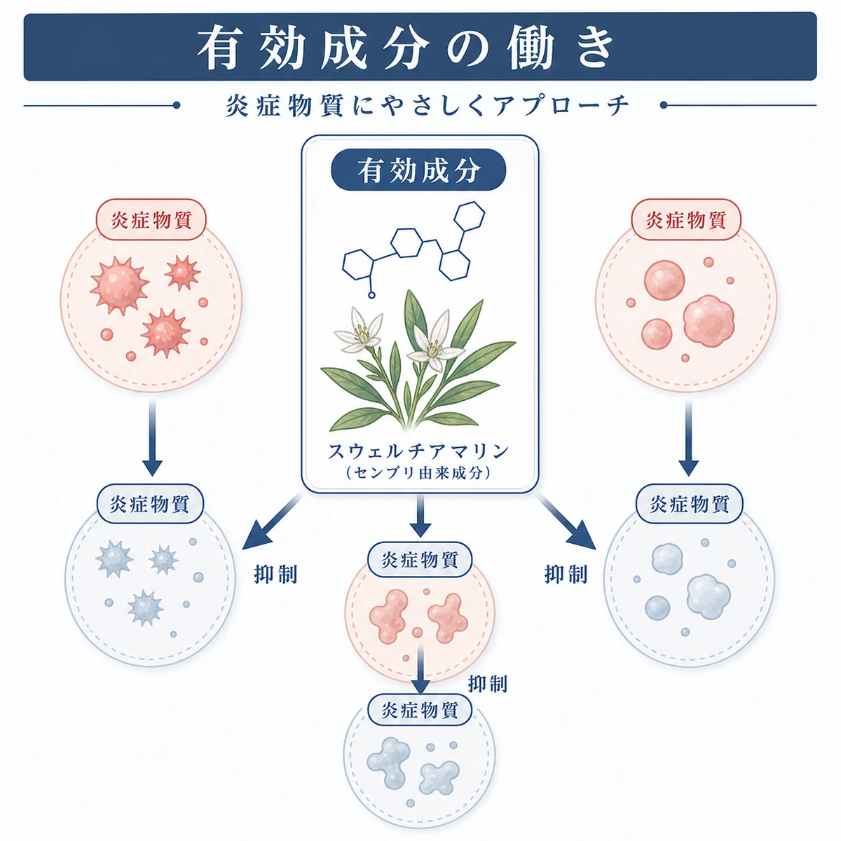 有効成分スウェルチアマリンが炎症物質に働きかける関係を示した医療イラスト