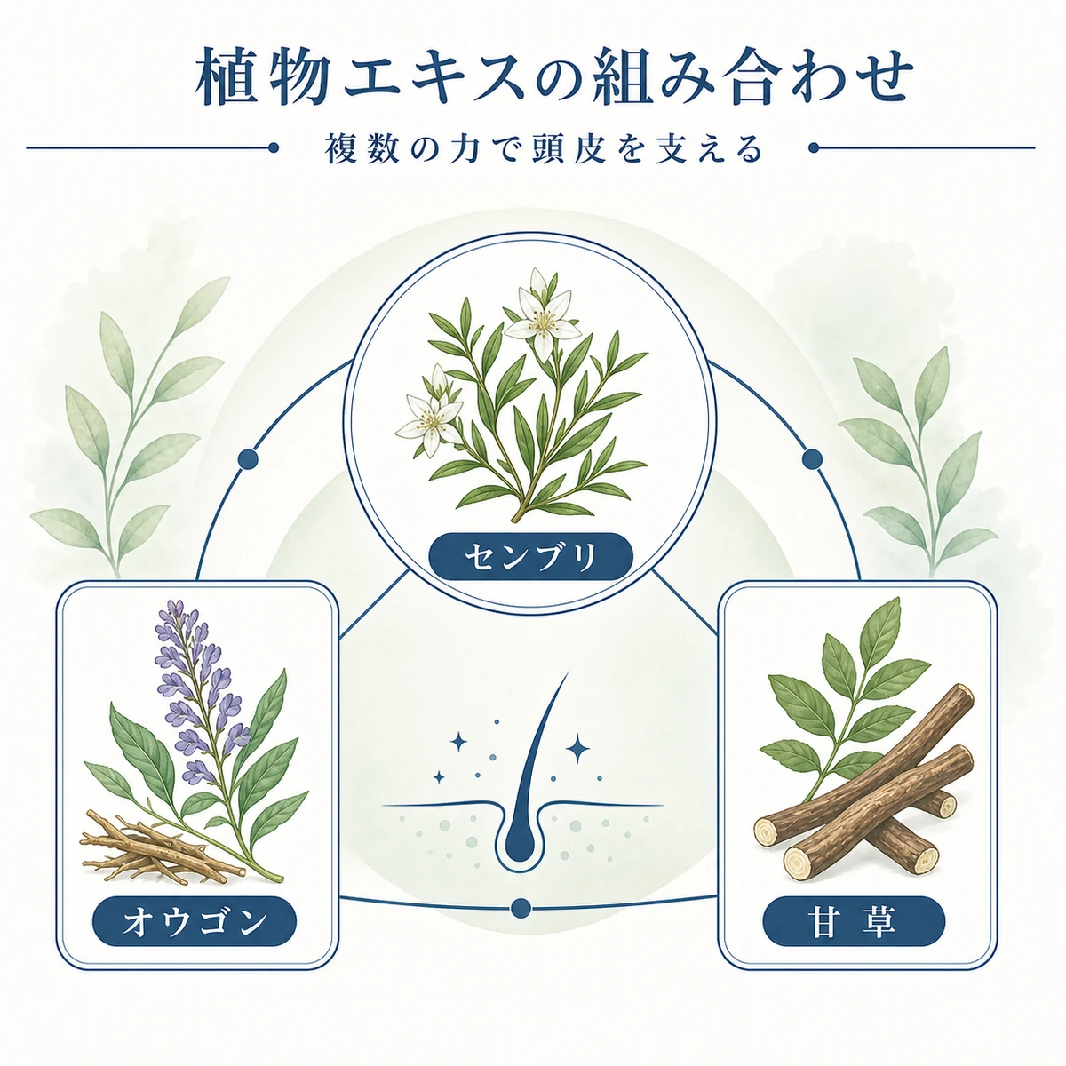 センブリエキスと複数の植物エキスを組み合わせた頭皮ケアの関係を表した医療イラスト