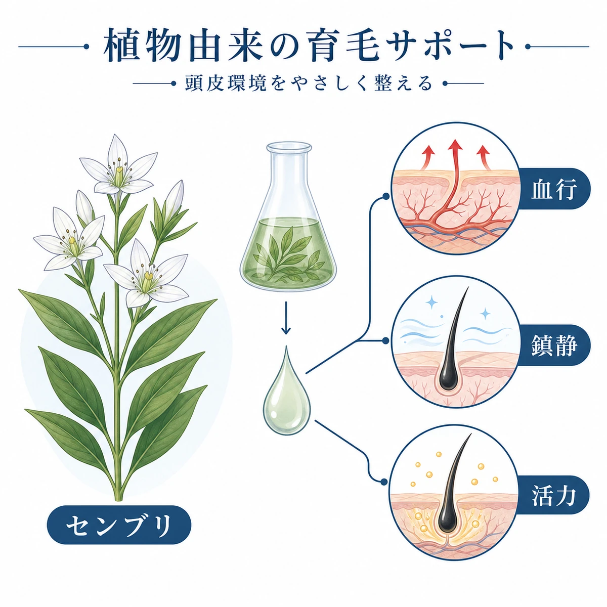 センブリの葉と抽出物から血行・鎮静・活力の3つの働きが広がる様子を表した医療イラスト