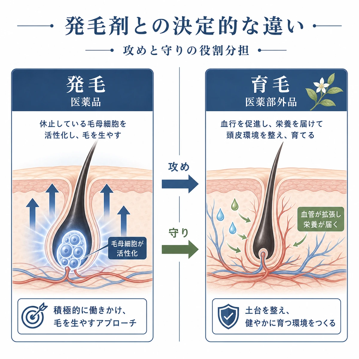 毛母細胞を起こす発毛剤と頭皮環境を整えるセンブリエキスの役割の違いを左右で対比した医療イラスト