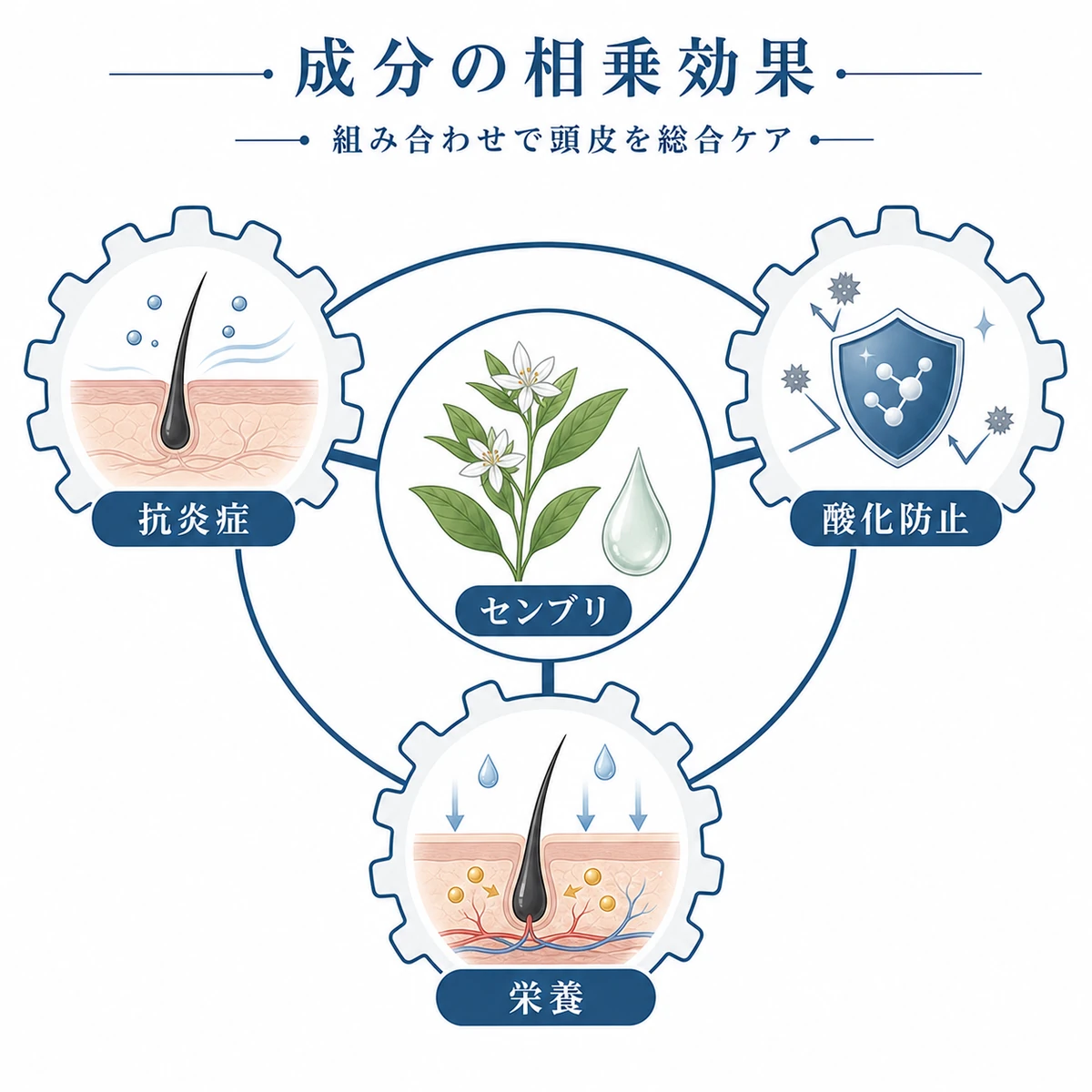 センブリエキスと抗炎症・酸化防止・栄養補給の成分が連携し頭皮を支える相乗効果を表した医療イラスト