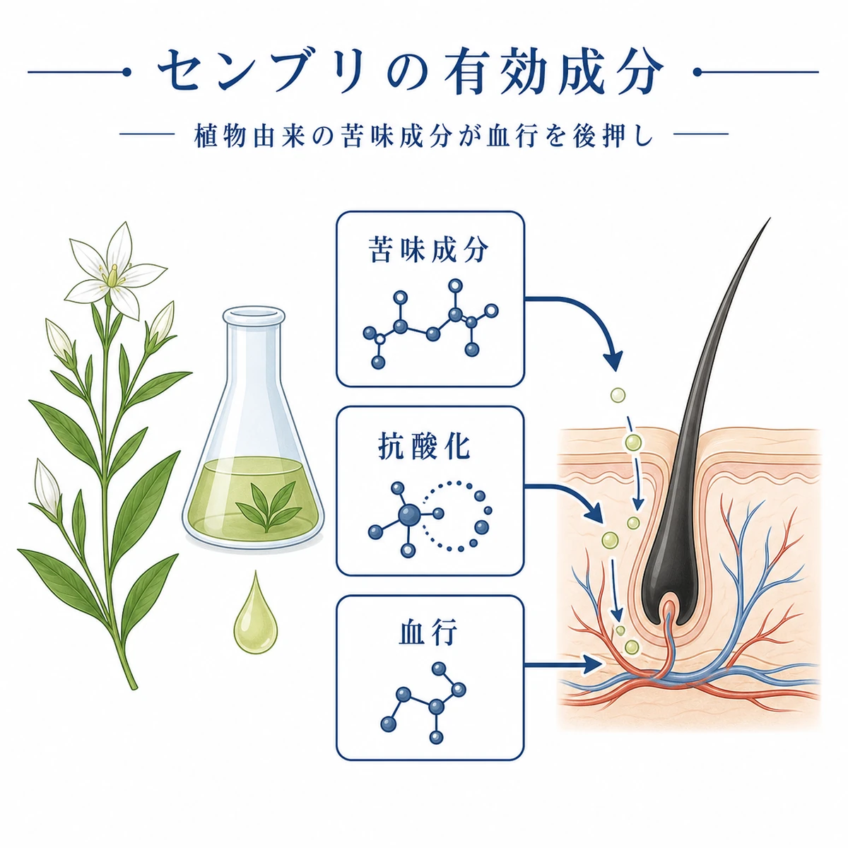 センブリエキスの有効成分が毛根へ届く流れを表したボタニカル調の医療イラスト