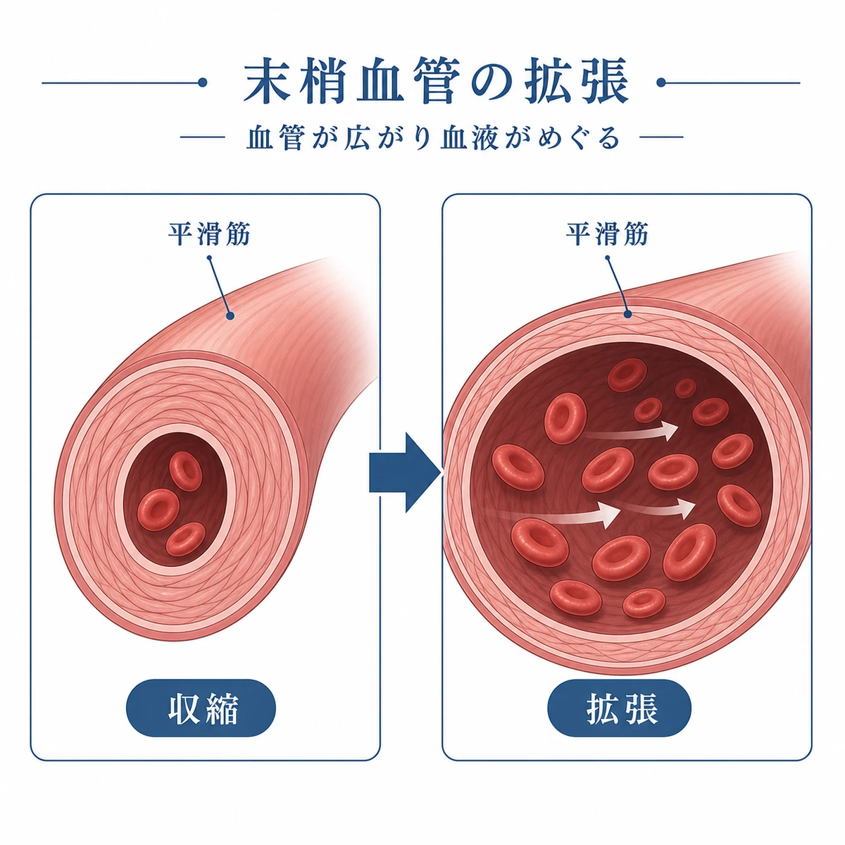 末梢血管が広がり血流が増える仕組みを断面で表した医療イラスト