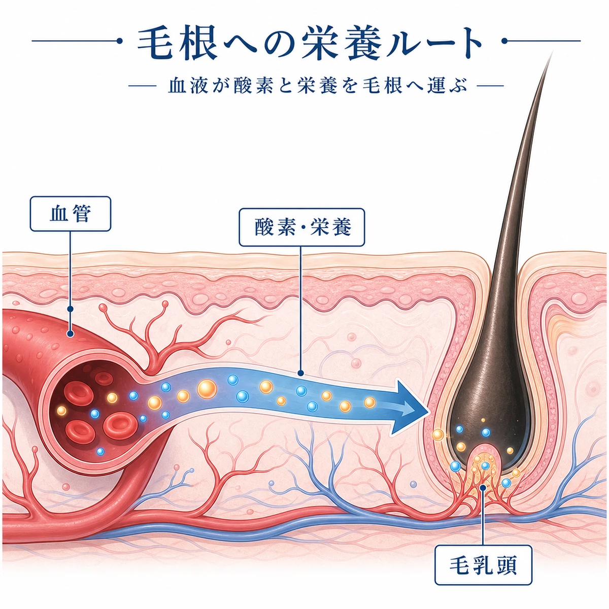 血管から毛根へ酸素と栄養が運ばれるルートを示した医療イラスト