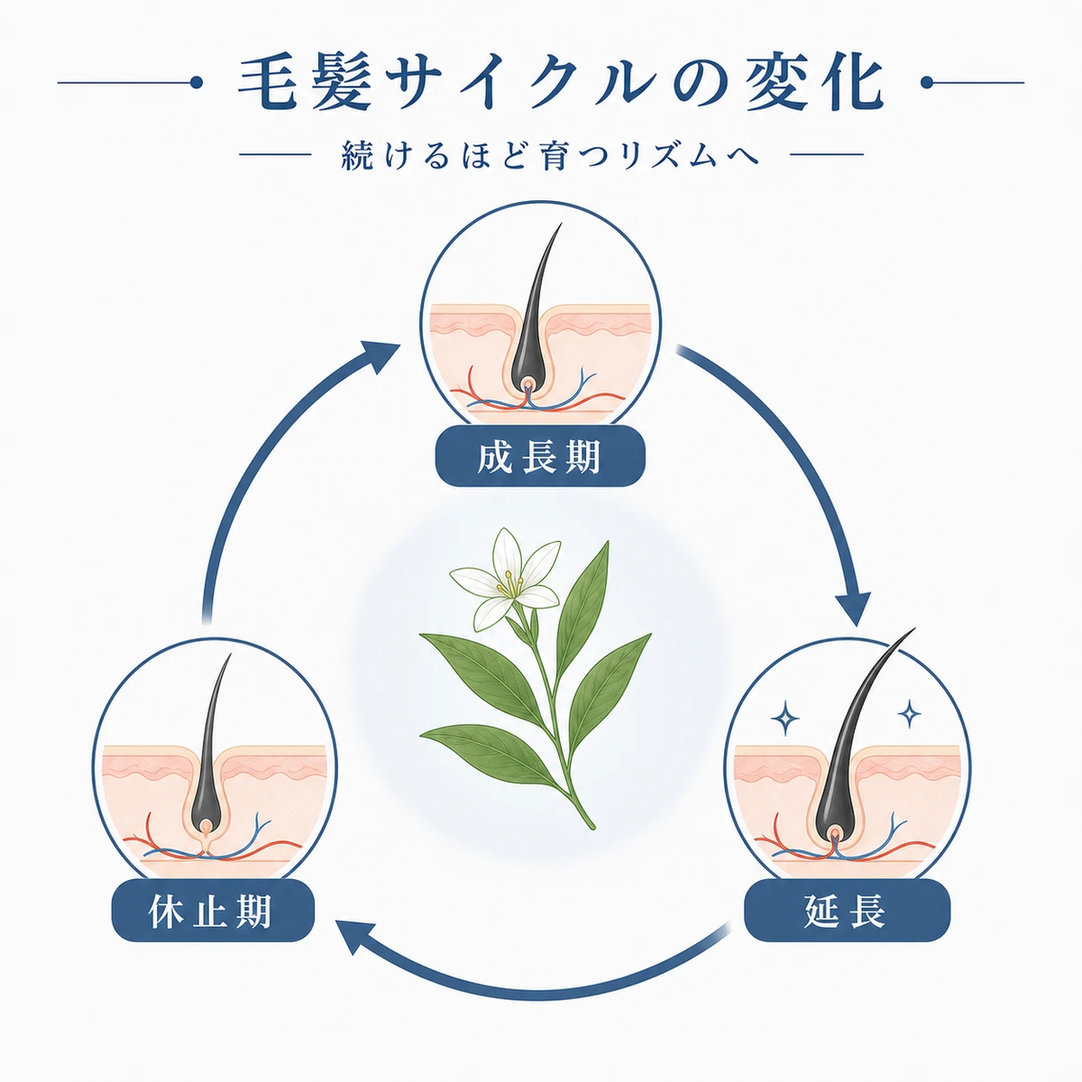 毛髪の成長サイクルが整っていく流れを円環で表した医療イラスト
