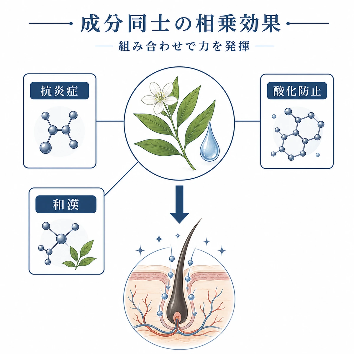 センブリエキスと他の育毛成分が協力して働く相乗効果を表した医療イラスト