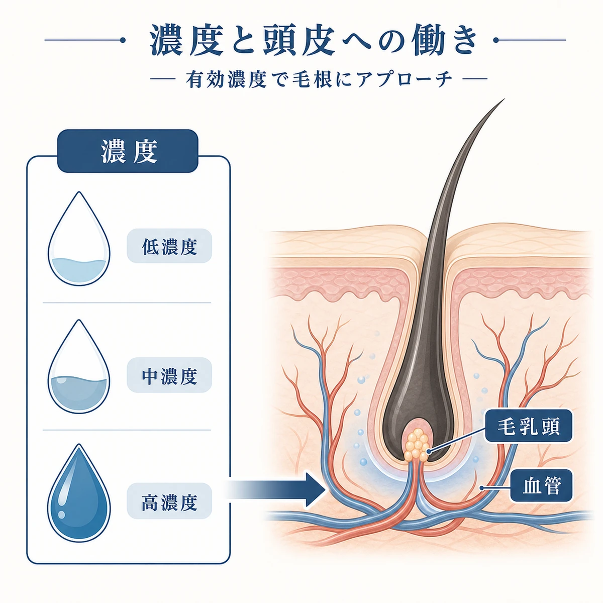 スウェルチアマリンの濃度の違いが頭皮の毛乳頭や毛細血管に与える働きを雫のメーターと頭皮断面で表した医療イラスト