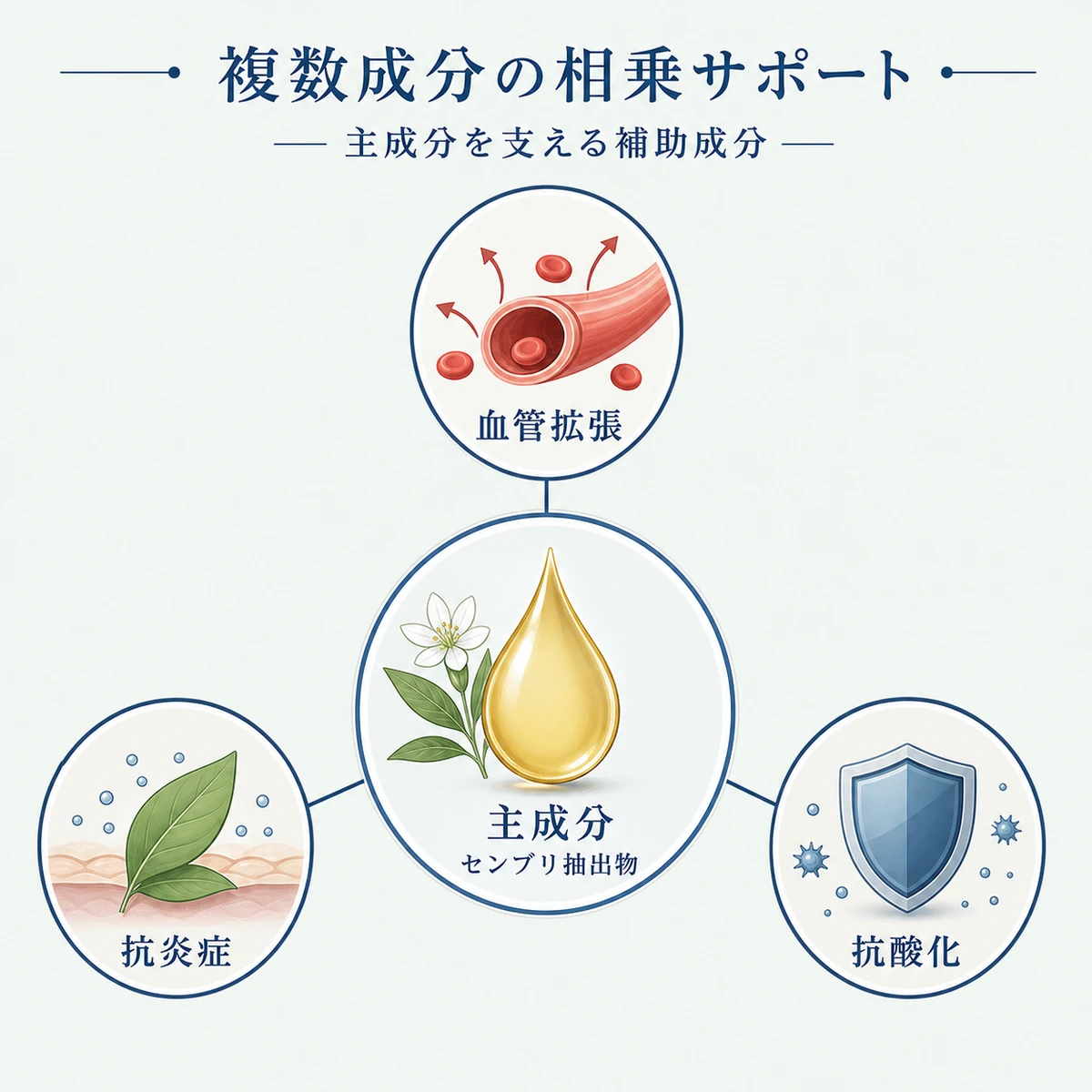 センブリエキスの主成分と血管拡張や抗炎症などを支える補助成分の相乗作用を放射状の相関図で表した医療イラスト
