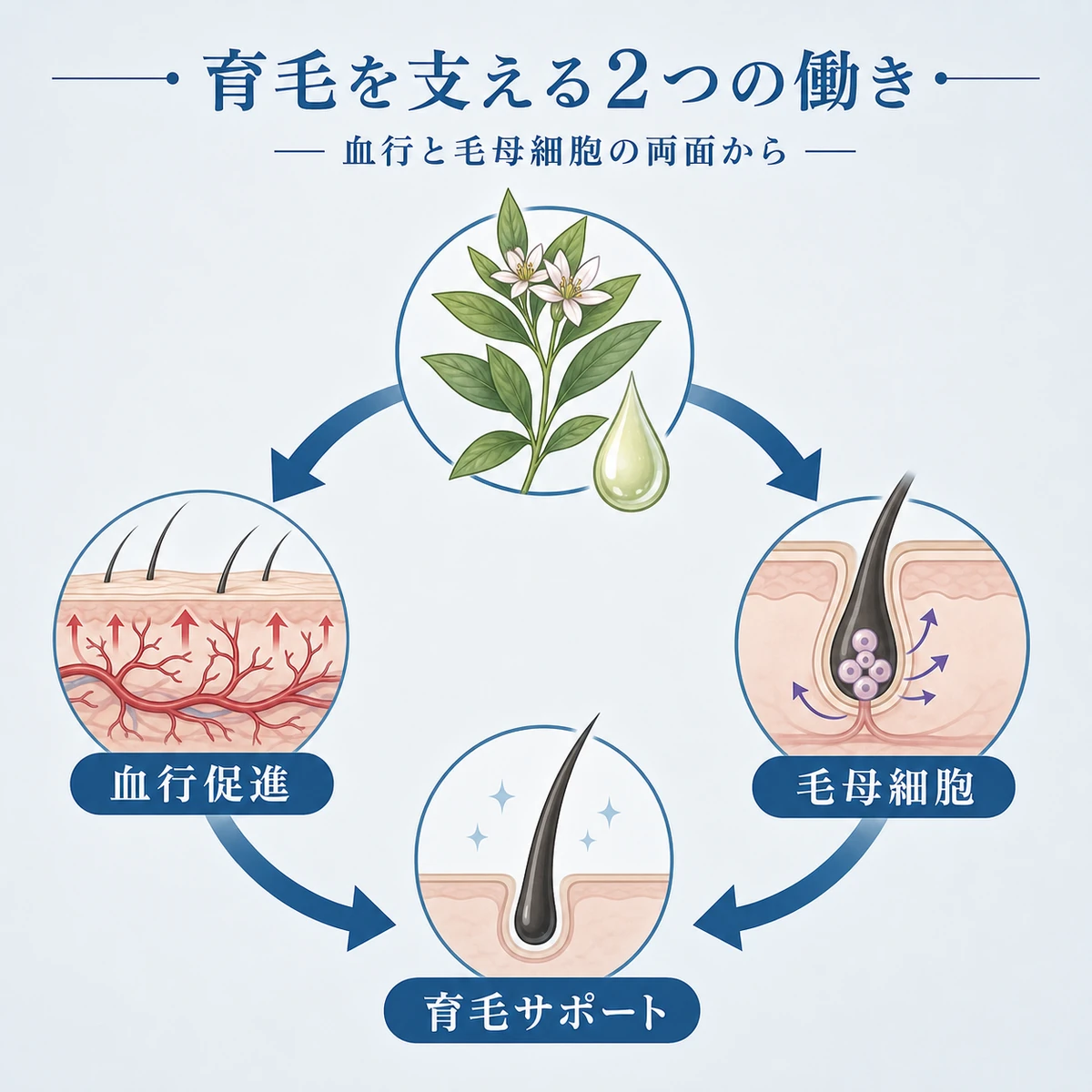 センブリエキスの血行促進と毛母細胞への働きが育毛を支える全体像を表した医療イラスト