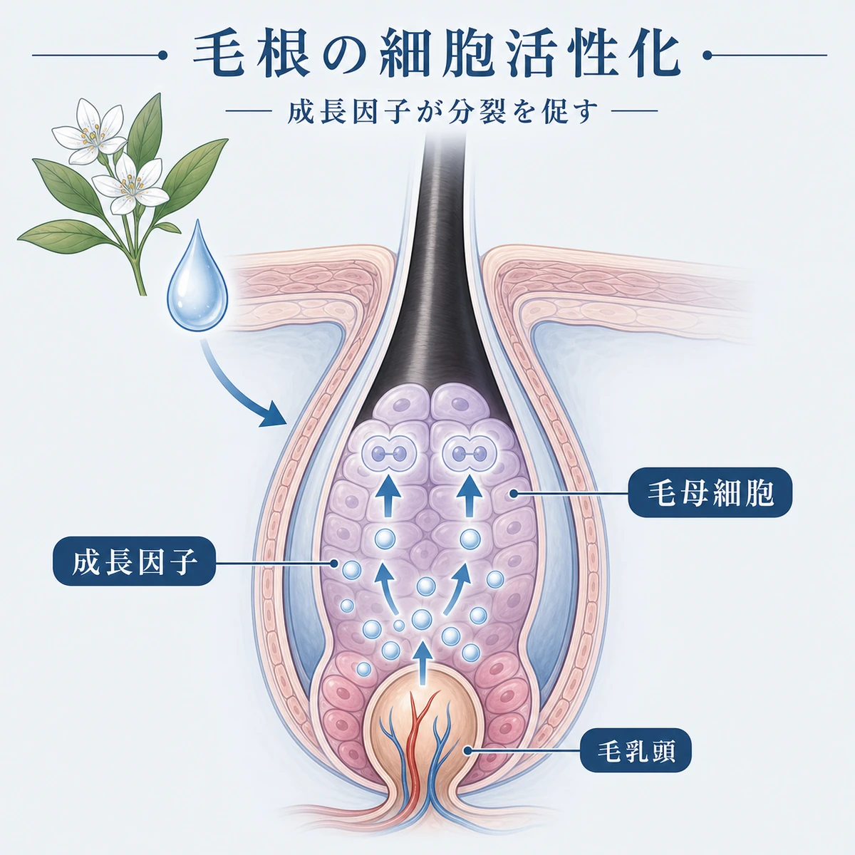 毛乳頭細胞から成長因子が毛母細胞に届き活性化する仕組みを表した医療イラスト