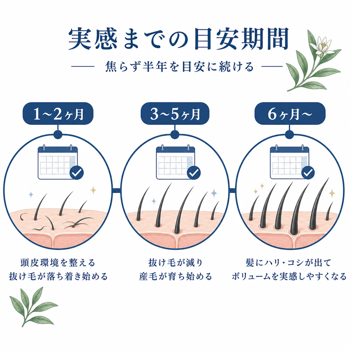 センブリエキス育毛剤で変化を実感するまでの期間の目安を段階のタイムラインで表した医療イラスト