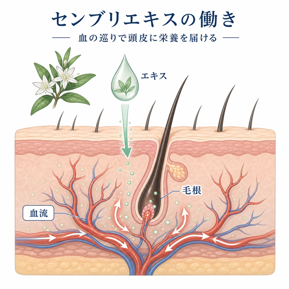 センブリエキスが頭皮の血行を促し毛根へ栄養を届ける働きを断面図で表した医療イラスト