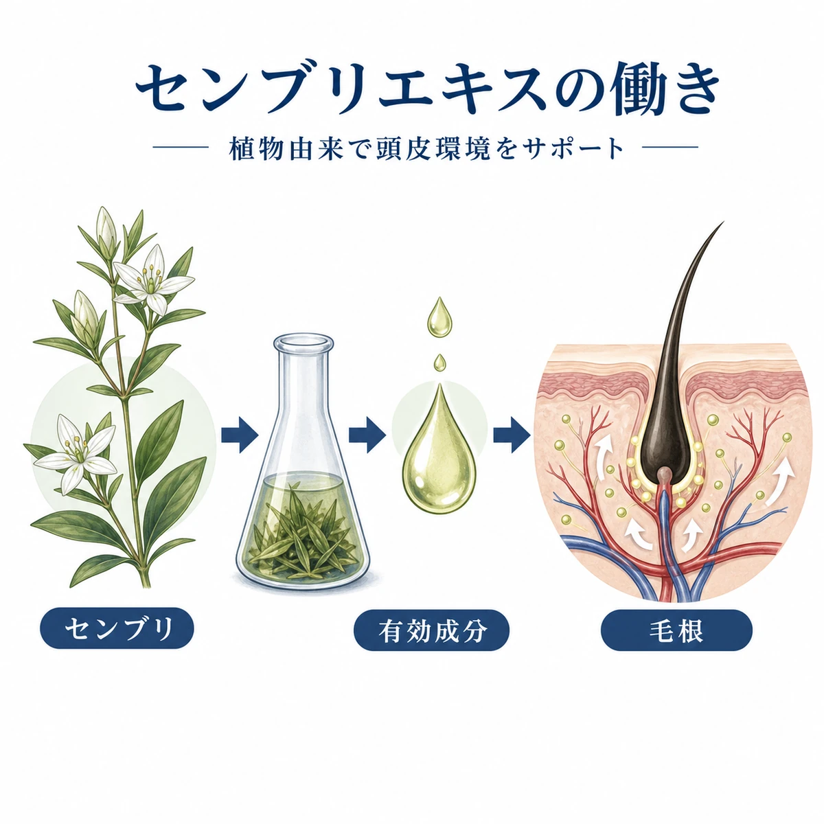 センブリの植物から抽出された成分が頭皮の毛根へ届く流れを表したボタニカルな医療イラスト