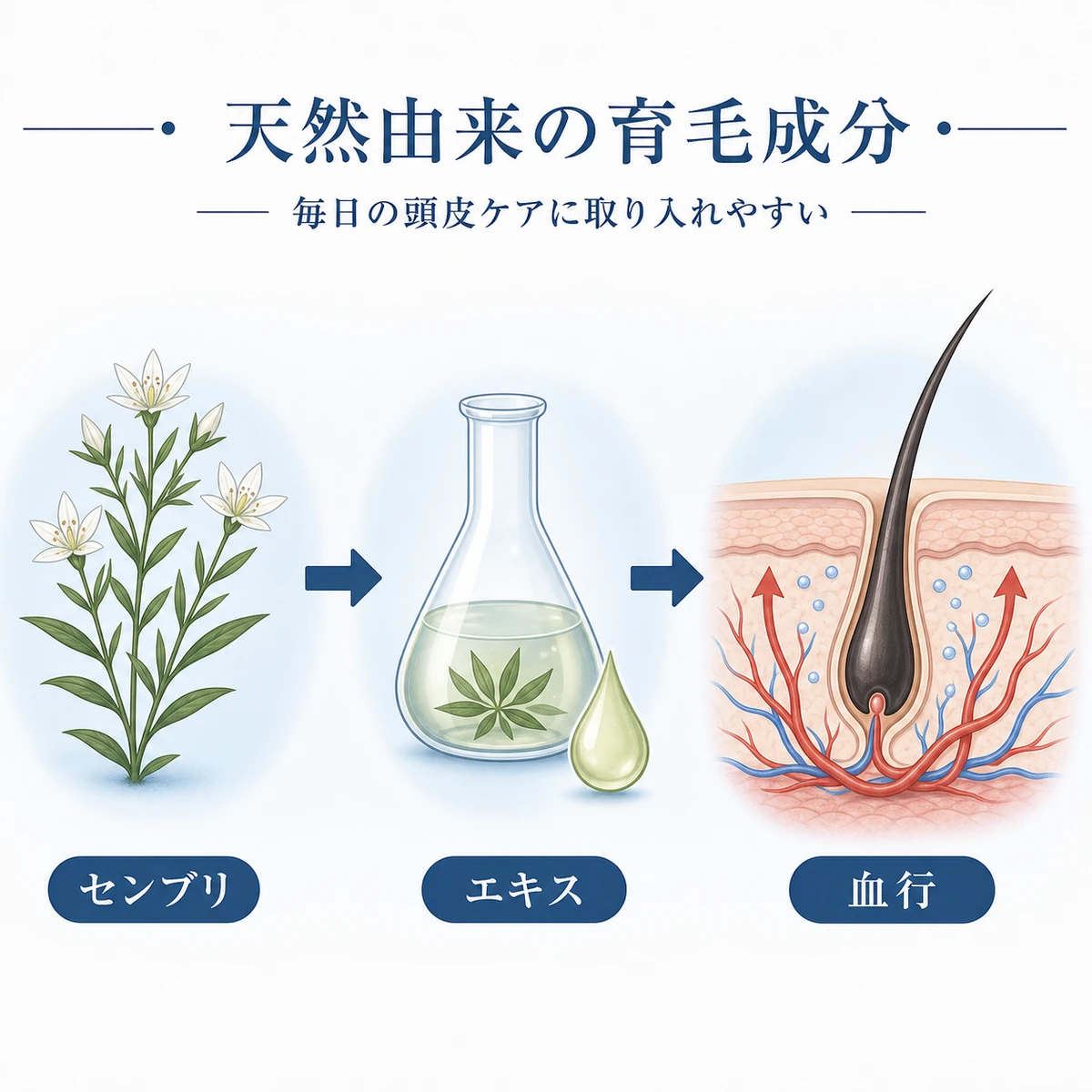 センブリの植物から抽出したエキスが頭皮の血行と毛根にはたらく流れを表したボタニカル医療イラスト