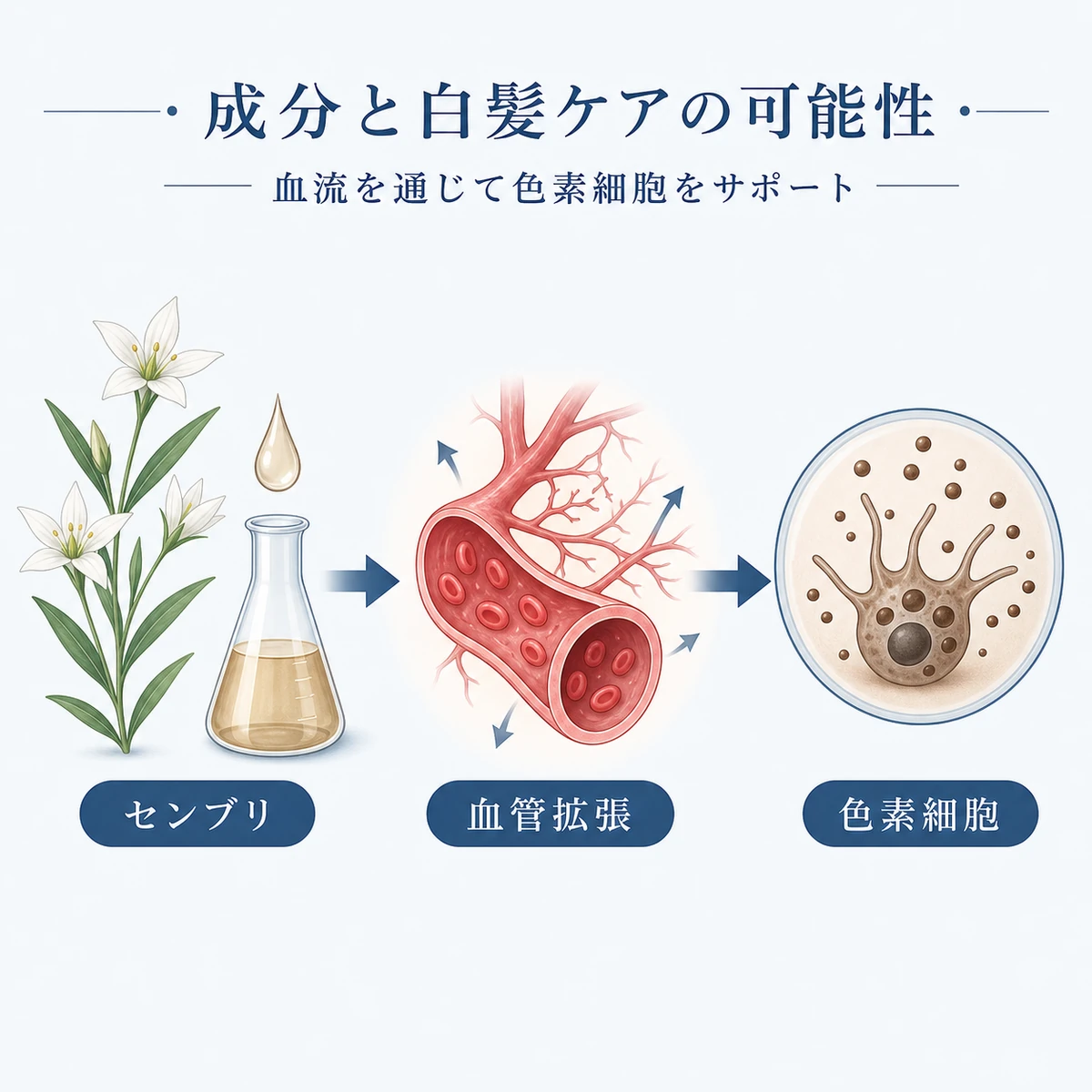 センブリエキスの成分が血流を通じて色素細胞へ栄養を届ける流れを表したボタニカル医療イラスト