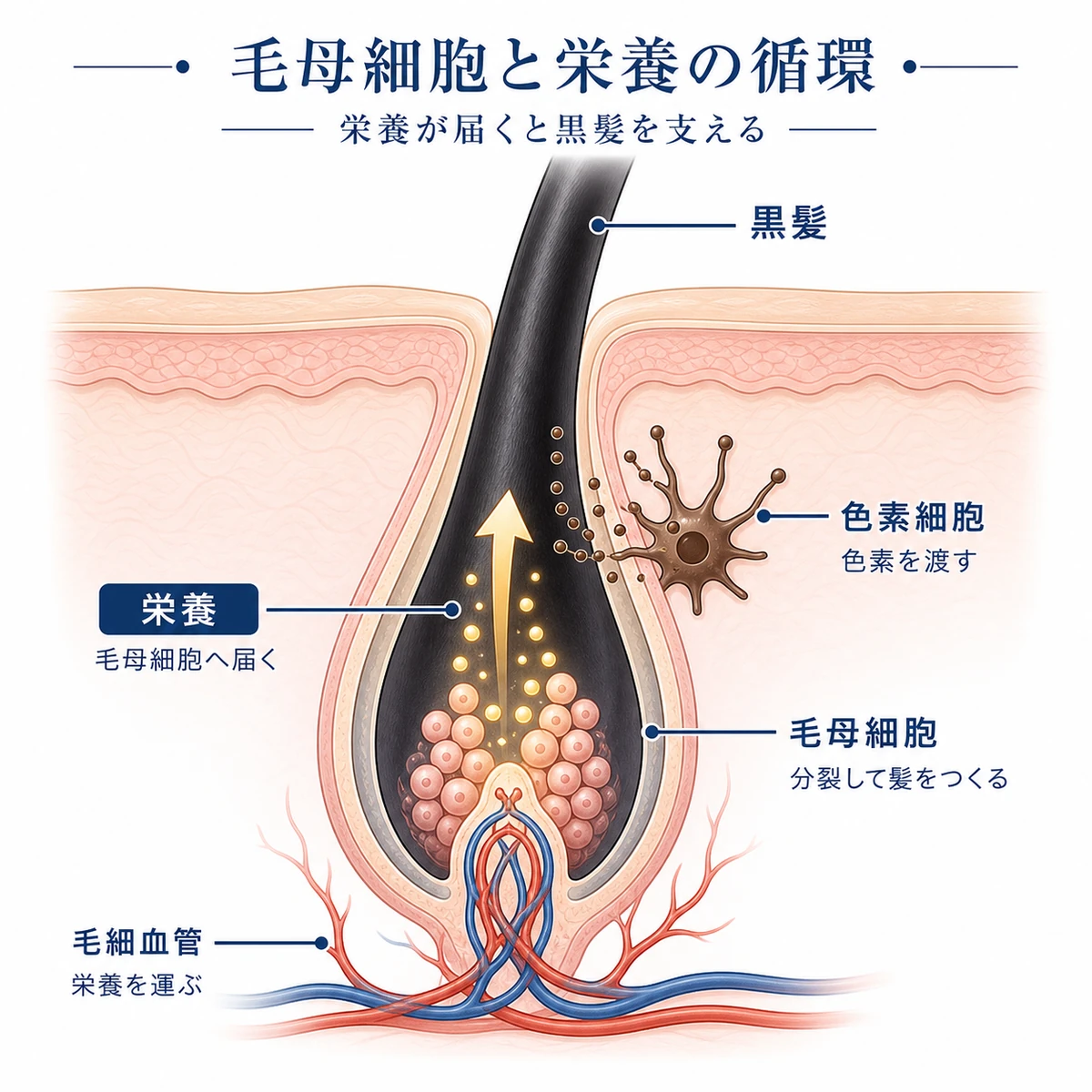 毛根の断面で栄養が毛母細胞に届き黒髪が育つ栄養循環を表した医療イラスト
