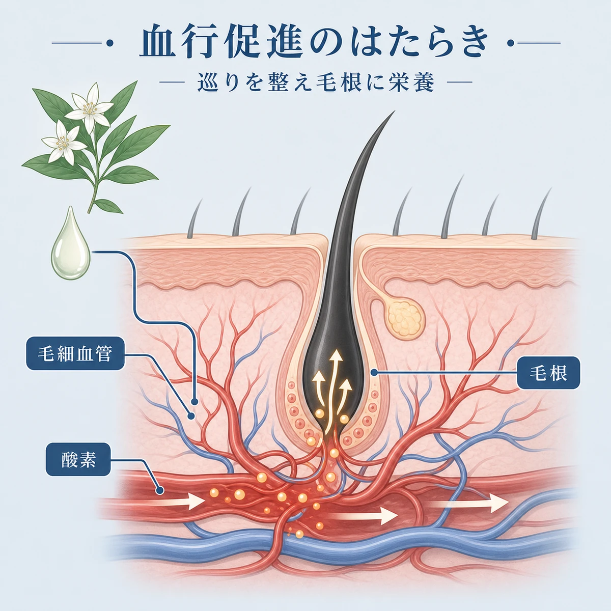 センブリエキスが頭皮の血行を促し毛根へ栄養を届ける仕組みを表した医療イラスト