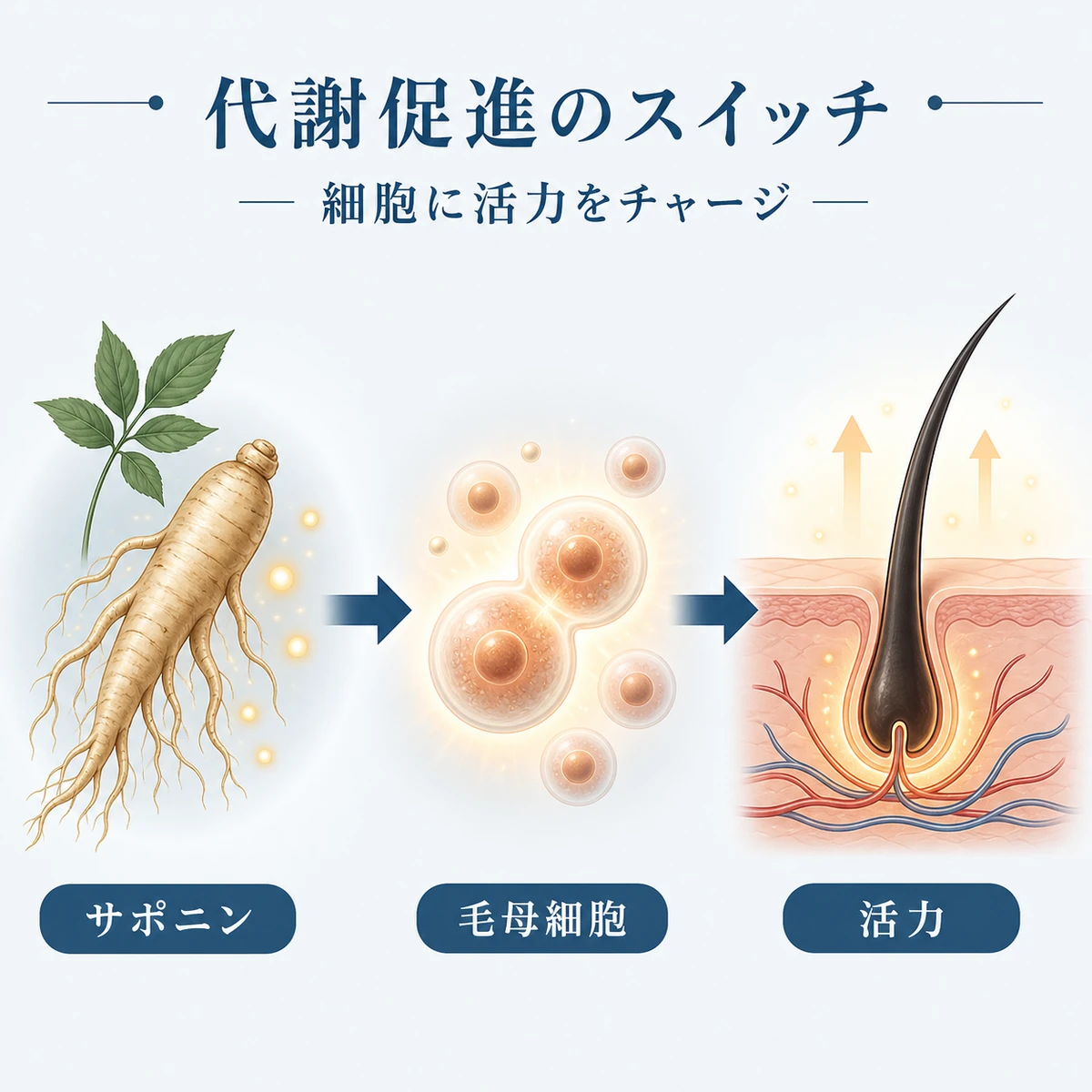 ニンジンエキスが毛母細胞の代謝を促し髪の成長を支える仕組みを表した医療イラスト