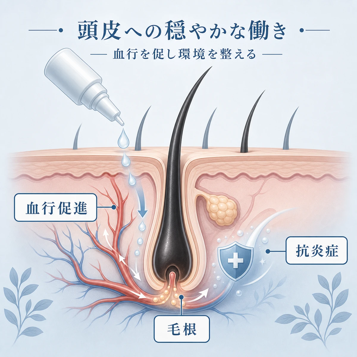センブリエキスが頭皮の血行を促し毛根へ栄養を届ける仕組みを断面図で表した医療イラスト