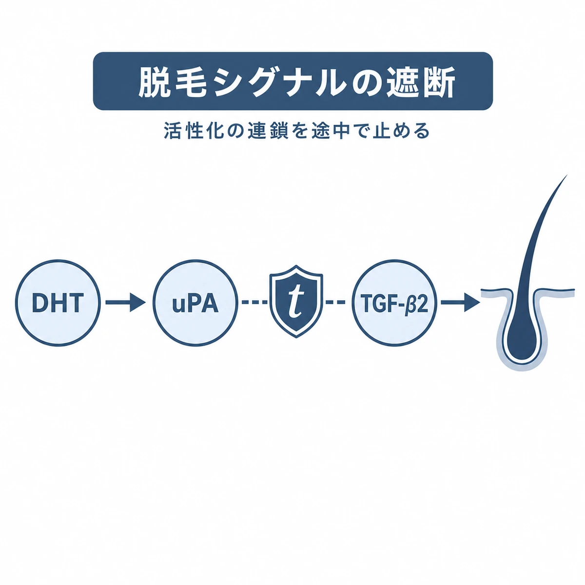 脱毛を招くシグナルの連鎖を途中でせき止める作用を表した医療イラスト