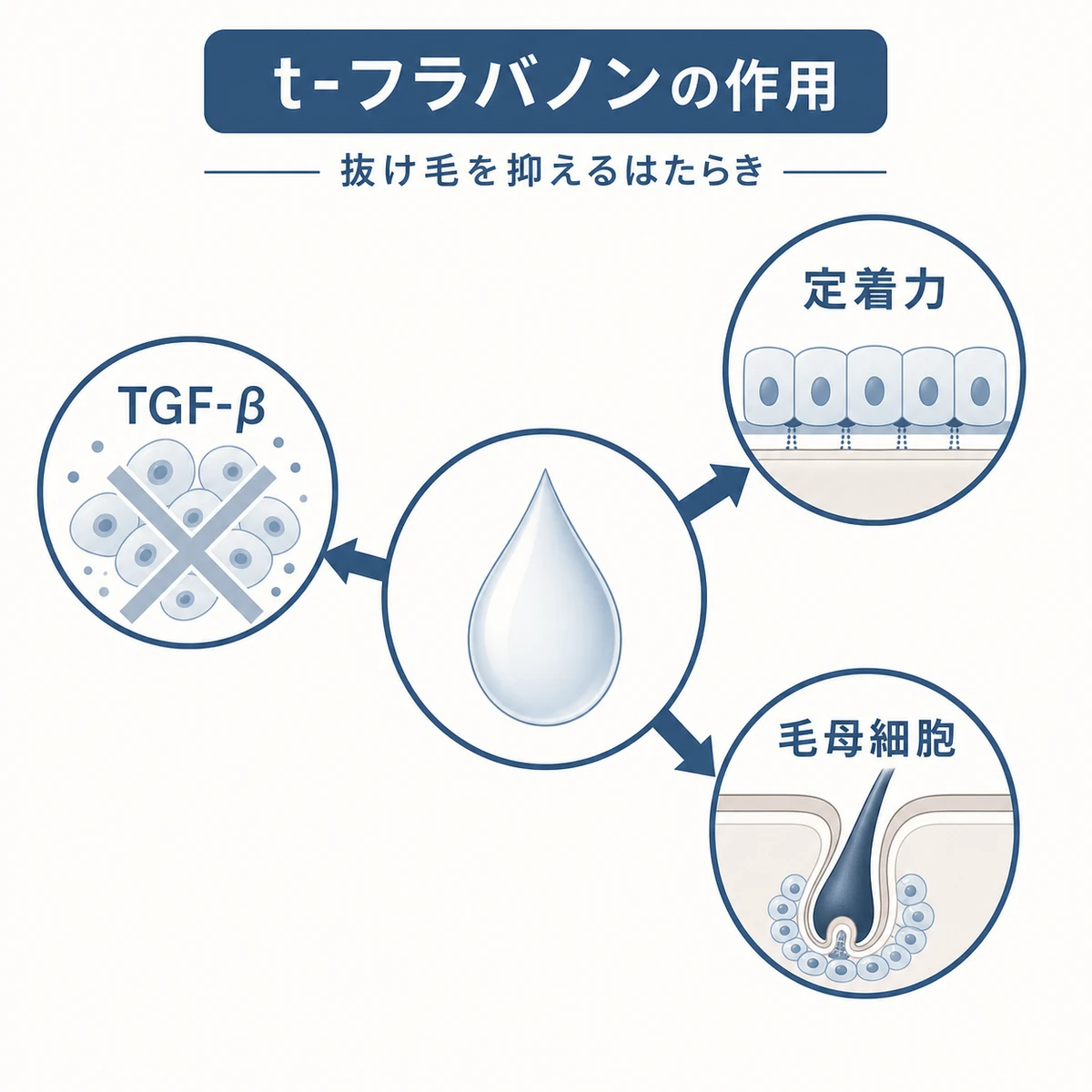 t-フラバノンがTGF-βの抑制と毛髪定着力に作用するしくみを表した医療イラスト