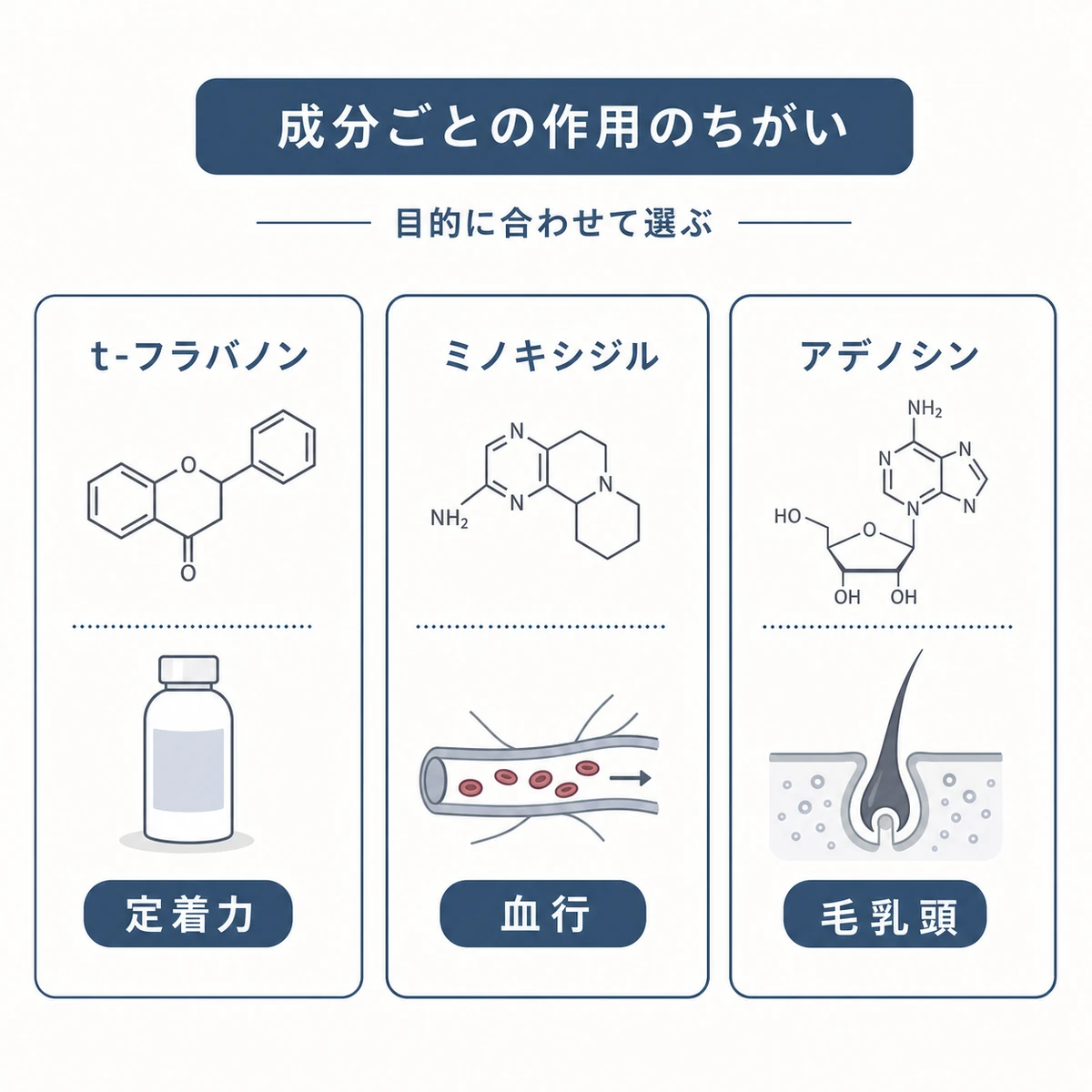 t-フラバノンやミノキシジルなど育毛成分の作用のちがいを比べた医療イラスト