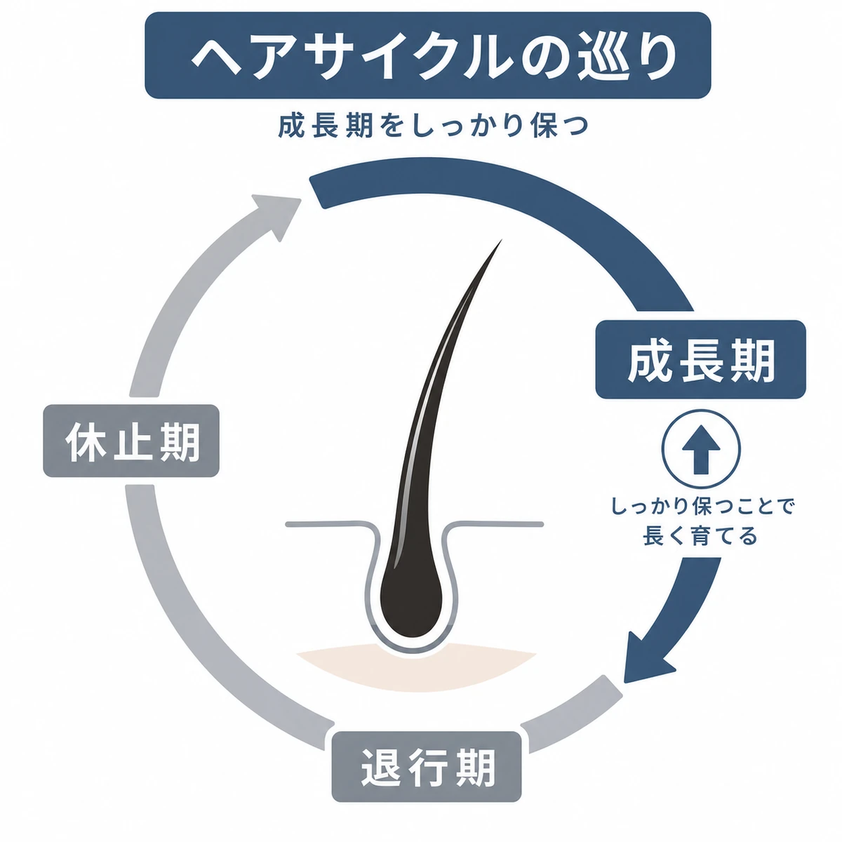 成長期を長く保つt-フラバノンとヘアサイクルの巡りを円環で表した医療イラスト