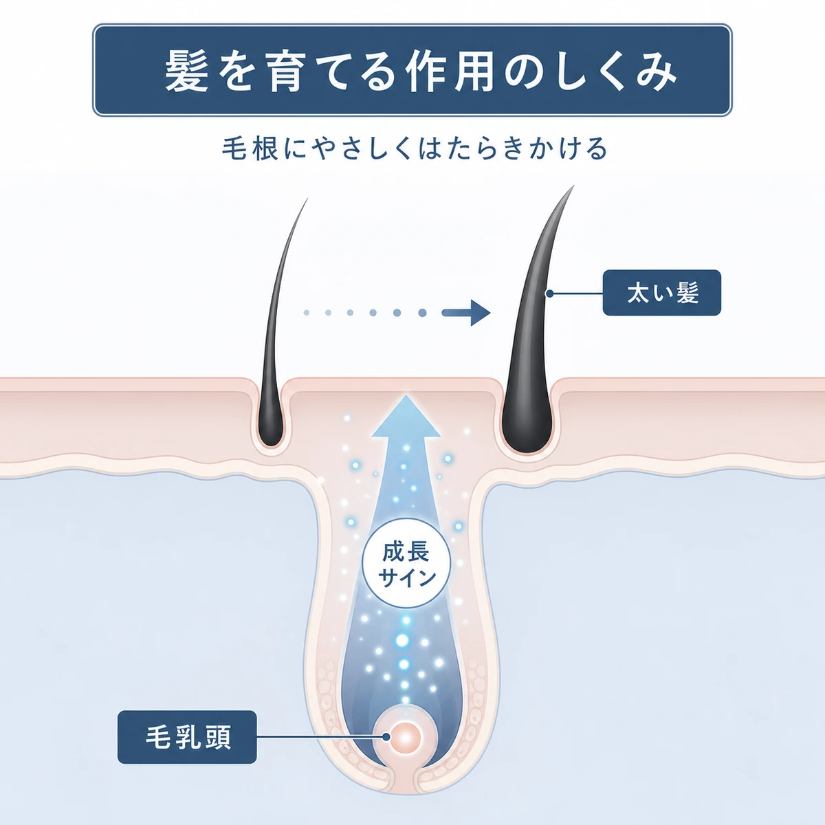t-フラバノンが毛乳頭にはたらきかけ髪が太く育つしくみを表した医療イラスト