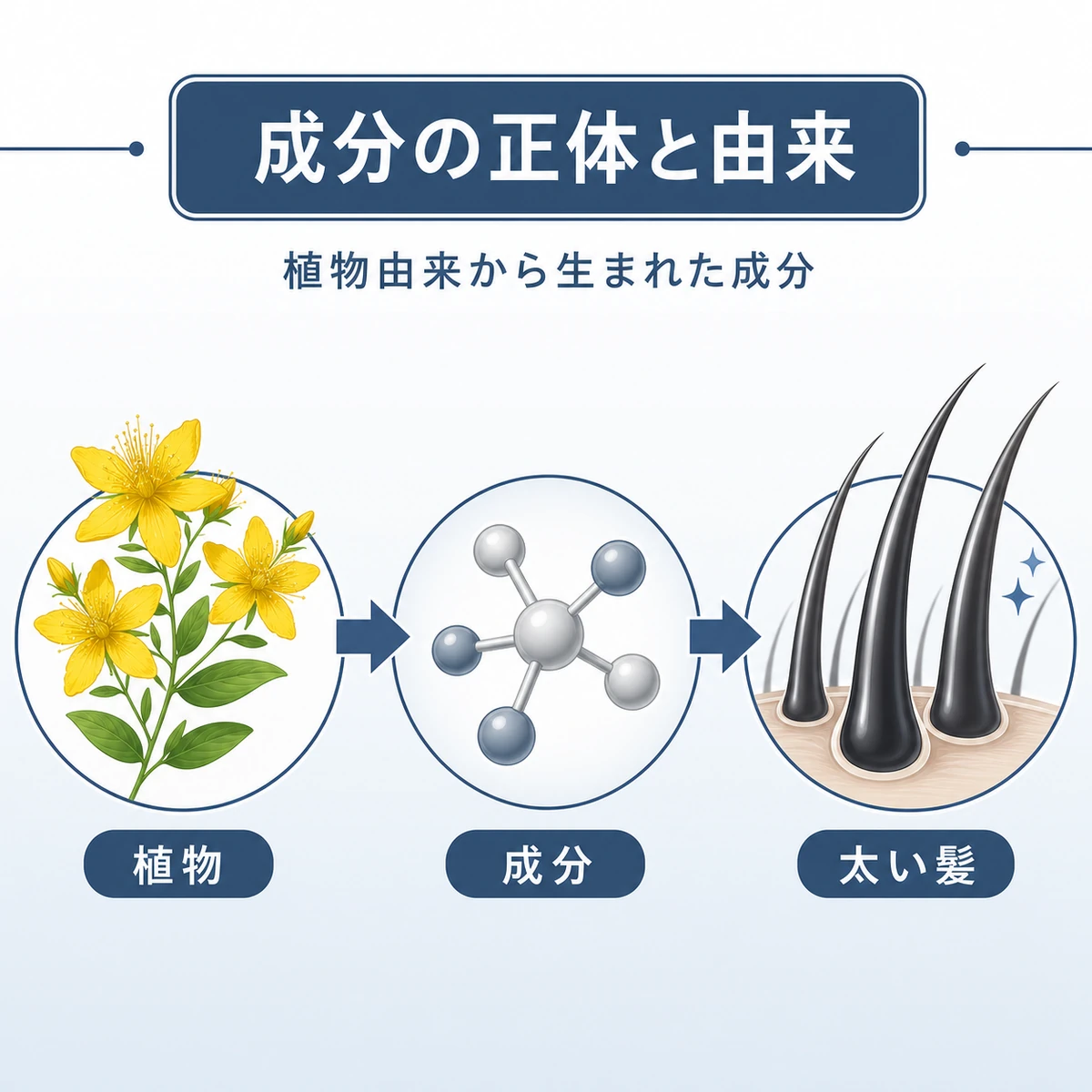 西洋オトギリソウから育毛成分が生まれ太い髪へつながる流れを表した医療イラスト