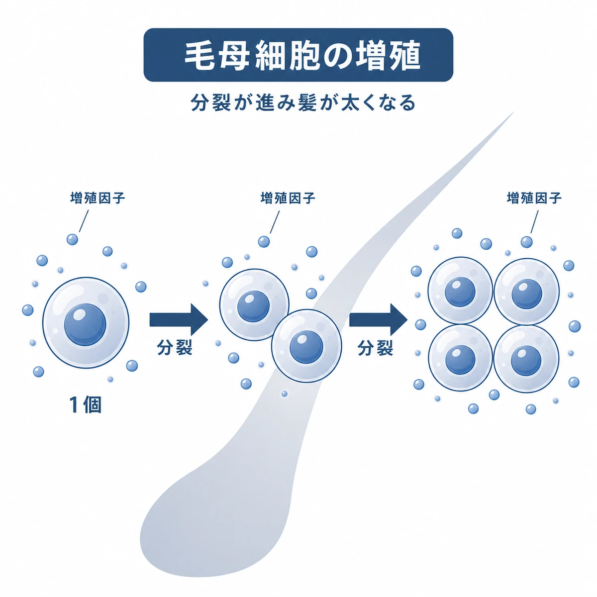 毛母細胞が分裂して増え髪が太くなる仕組みを表した医療イラスト