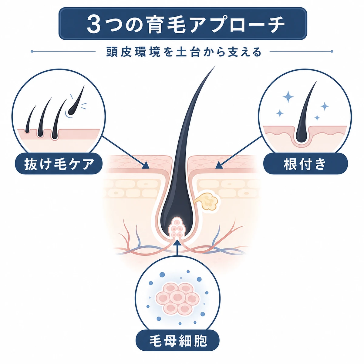 t-フラバノンの3つの育毛作用が毛根を支えるしくみを表した医療イラスト