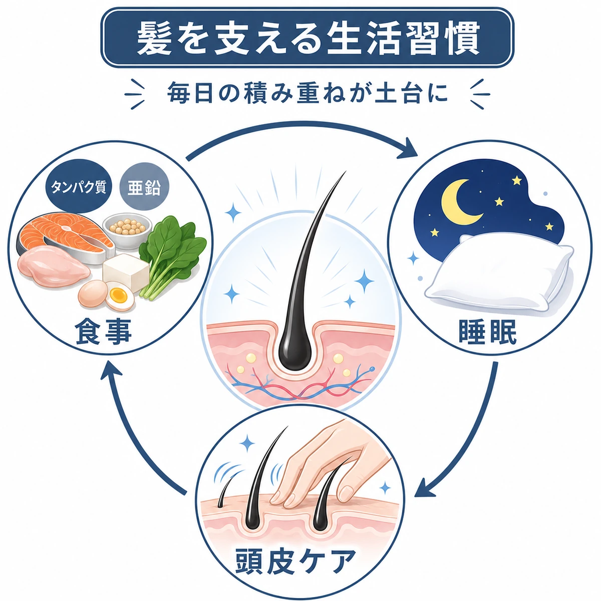 食事と睡眠と頭皮ケアが髪を育てる土台として循環するしくみを表した医療イラスト