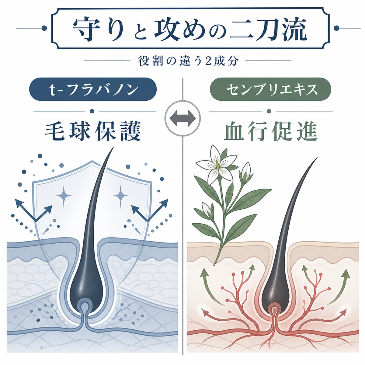 t-フラバノンの毛球保護とセンブリエキスの血行促進という役割の違いを左右で対比した医療イラスト
