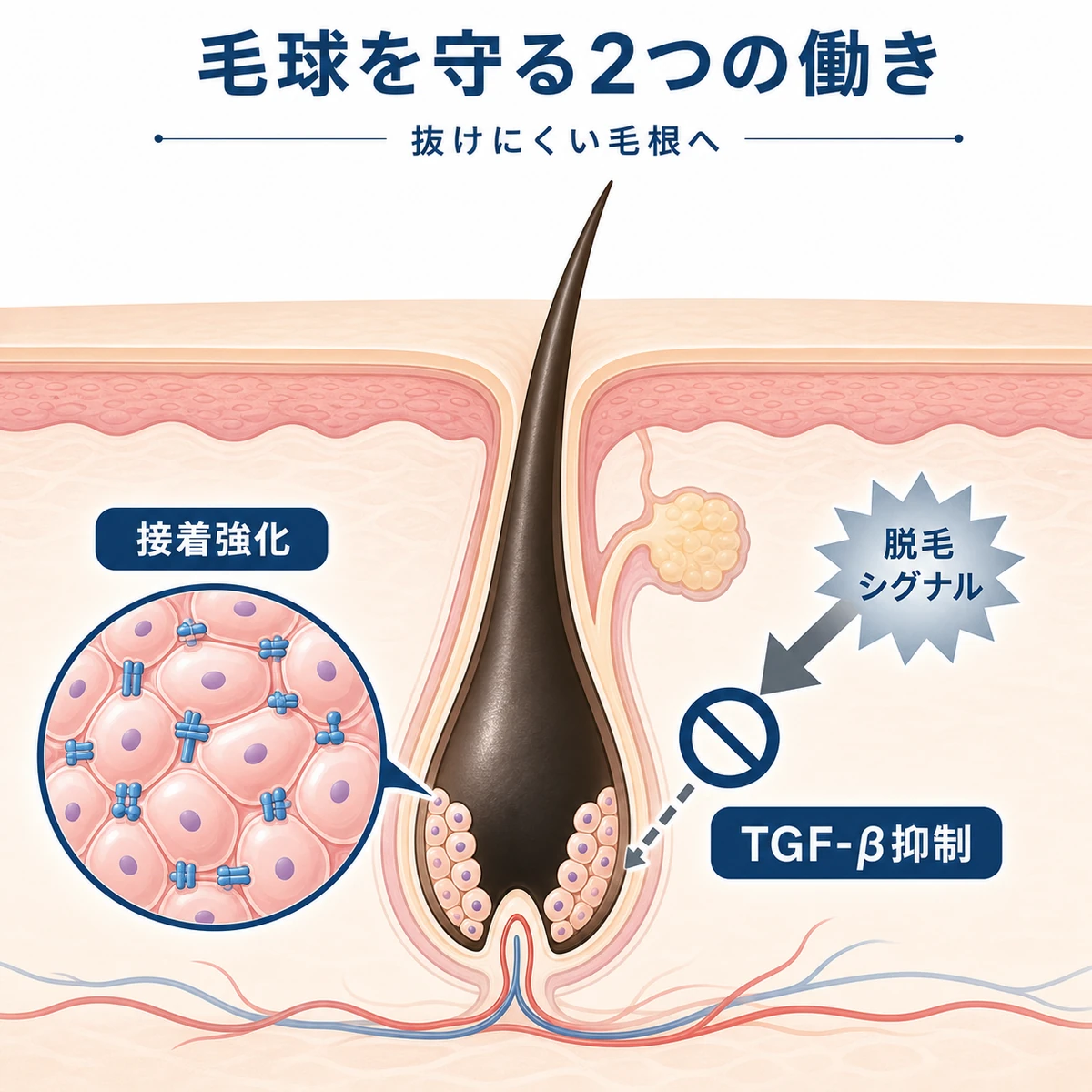 毛根断面でt-フラバノンが細胞接着を高め脱毛シグナルを抑えるしくみを表した医療イラスト