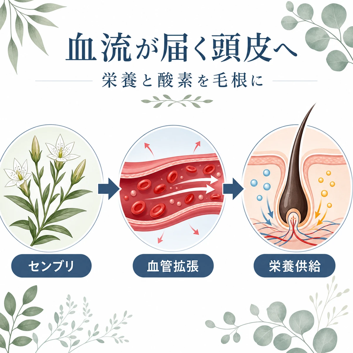 センブリエキスが血管を広げて毛乳頭へ栄養と酸素を届ける流れを表した医療イラスト