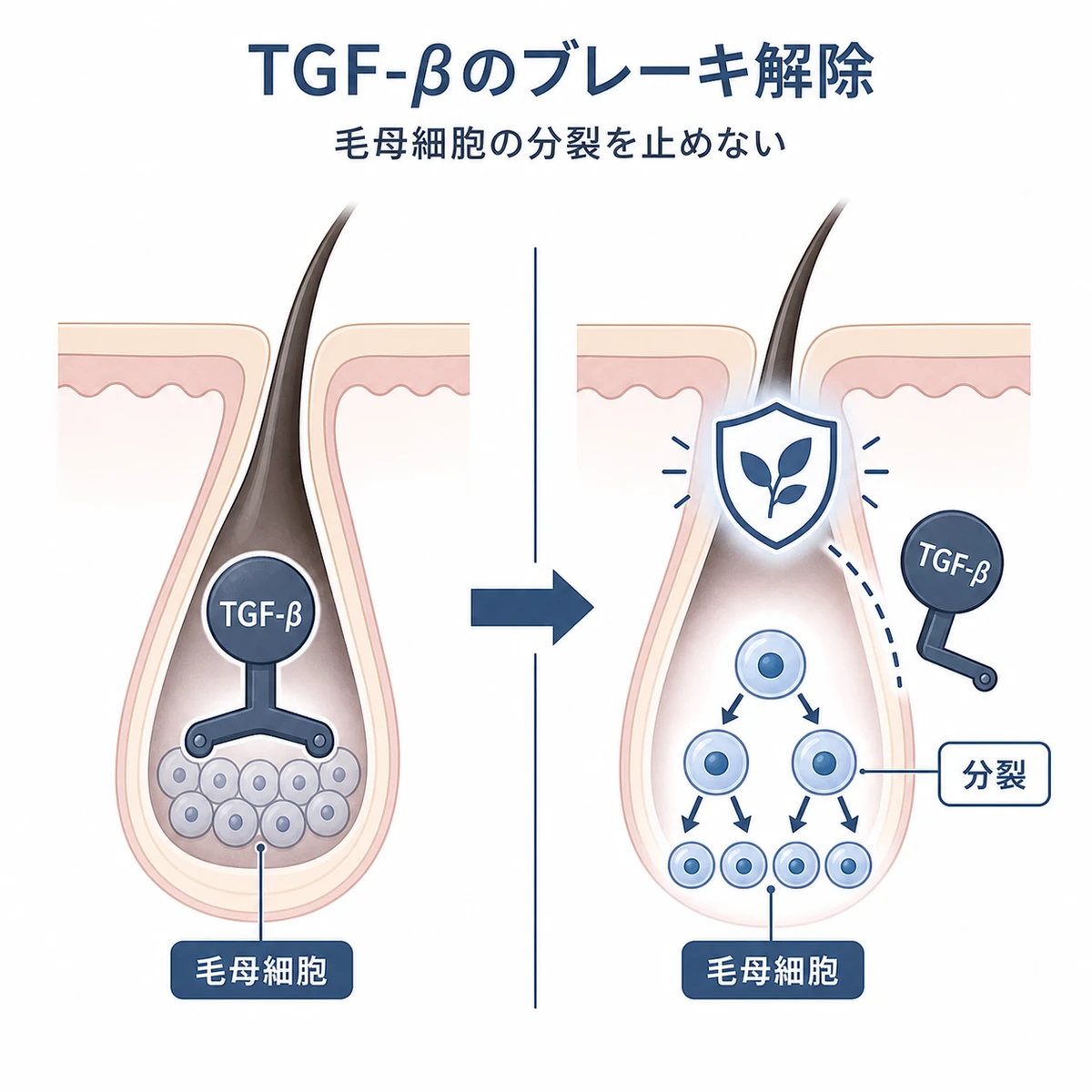 TGF-βのブレーキが外れ毛母細胞の分裂が回復する変化を表した医療イラスト
