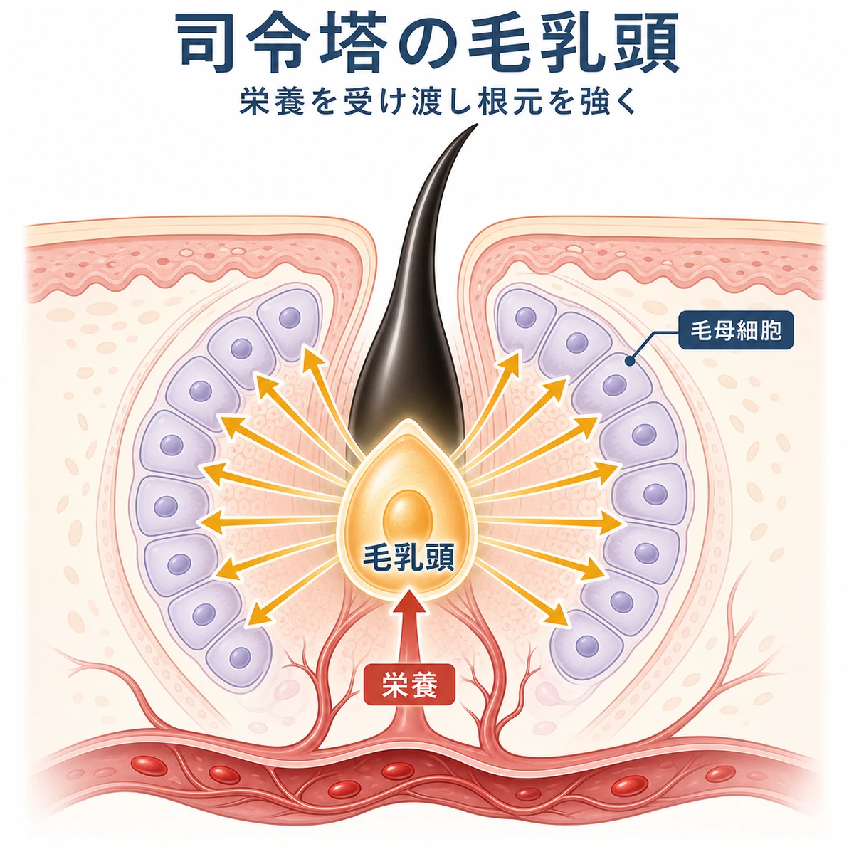 毛乳頭が司令塔となり栄養を毛母細胞へ届け強い髪を育てるしくみを表した医療イラスト