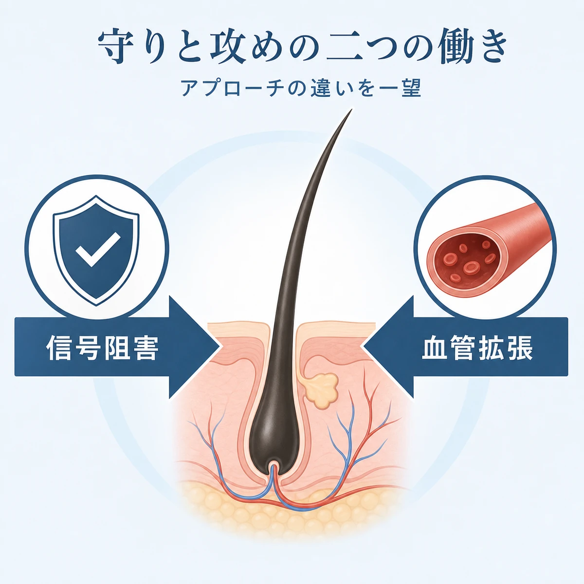 抜け毛を防ぐ守りの信号阻害と発毛を促す攻めの血管拡張という二つの育毛アプローチを表した医療イラスト