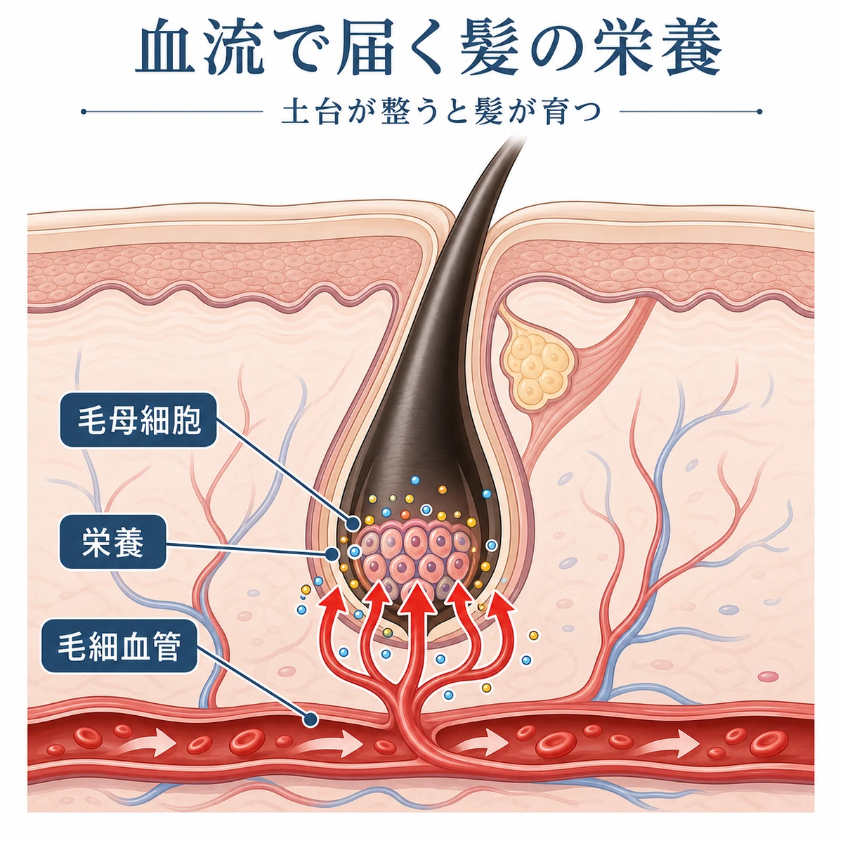 頭皮の断面で毛細血管が広がり毛母細胞へ栄養が届く血流促進の仕組みを表した医療イラスト