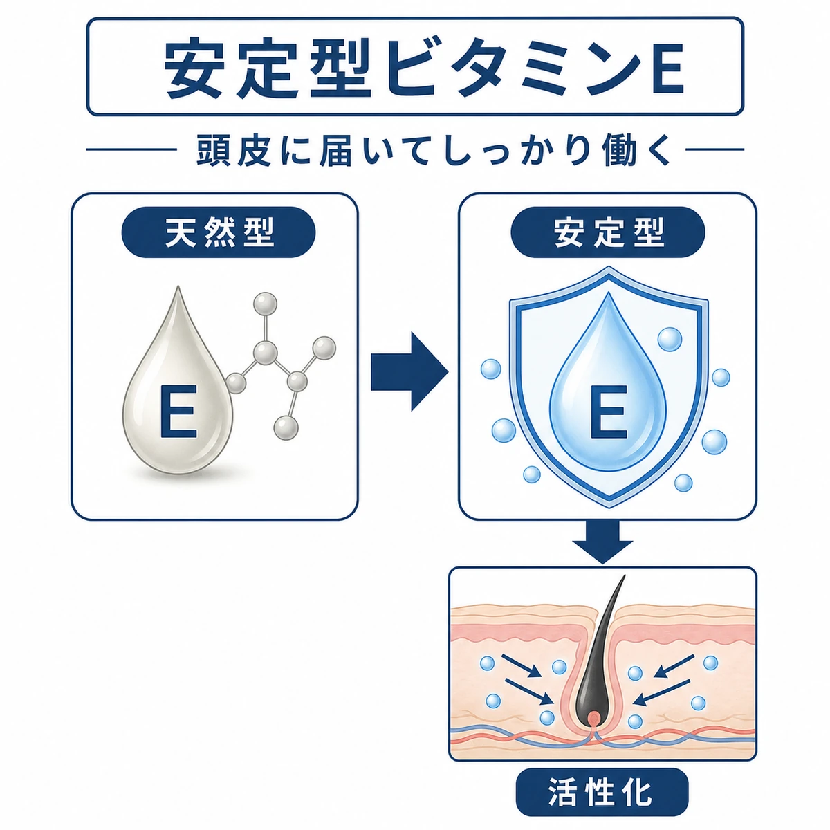 天然型ビタミンEと安定型の酢酸トコフェロールの違いを対比した医療イラスト