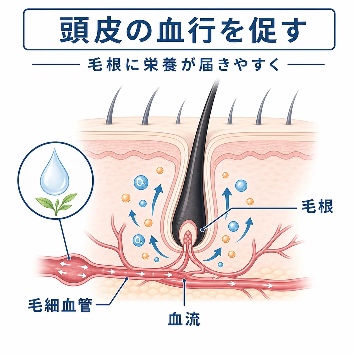 ビタミンEが頭皮の毛細血管を広げ毛根へ栄養が届く流れを表した医療イラスト