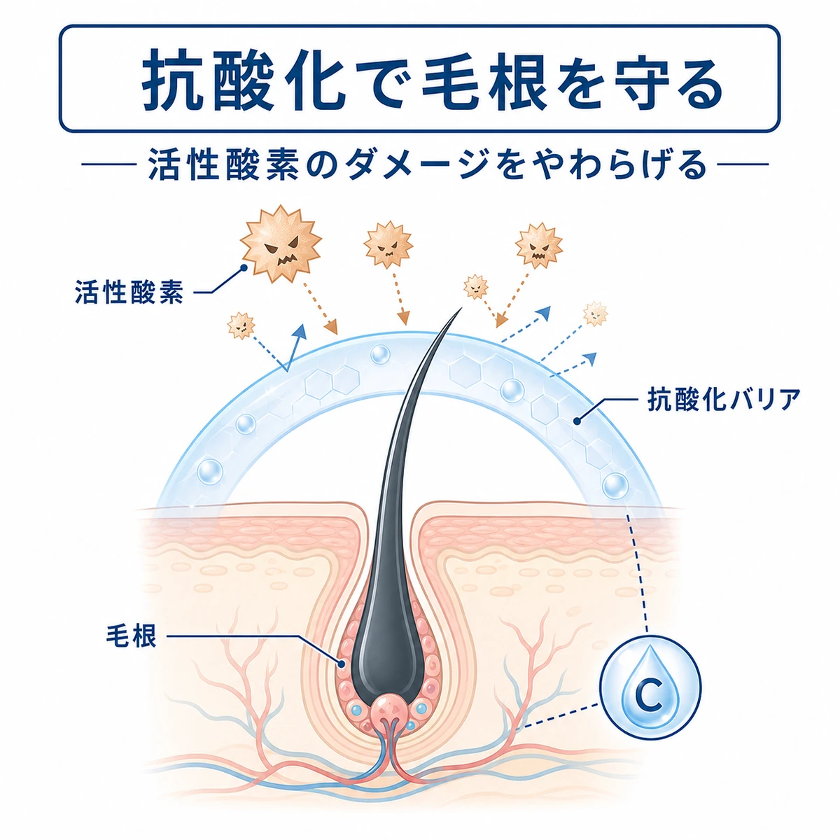 活性酸素から毛根を抗酸化バリアで守る仕組みを表した医療イラスト