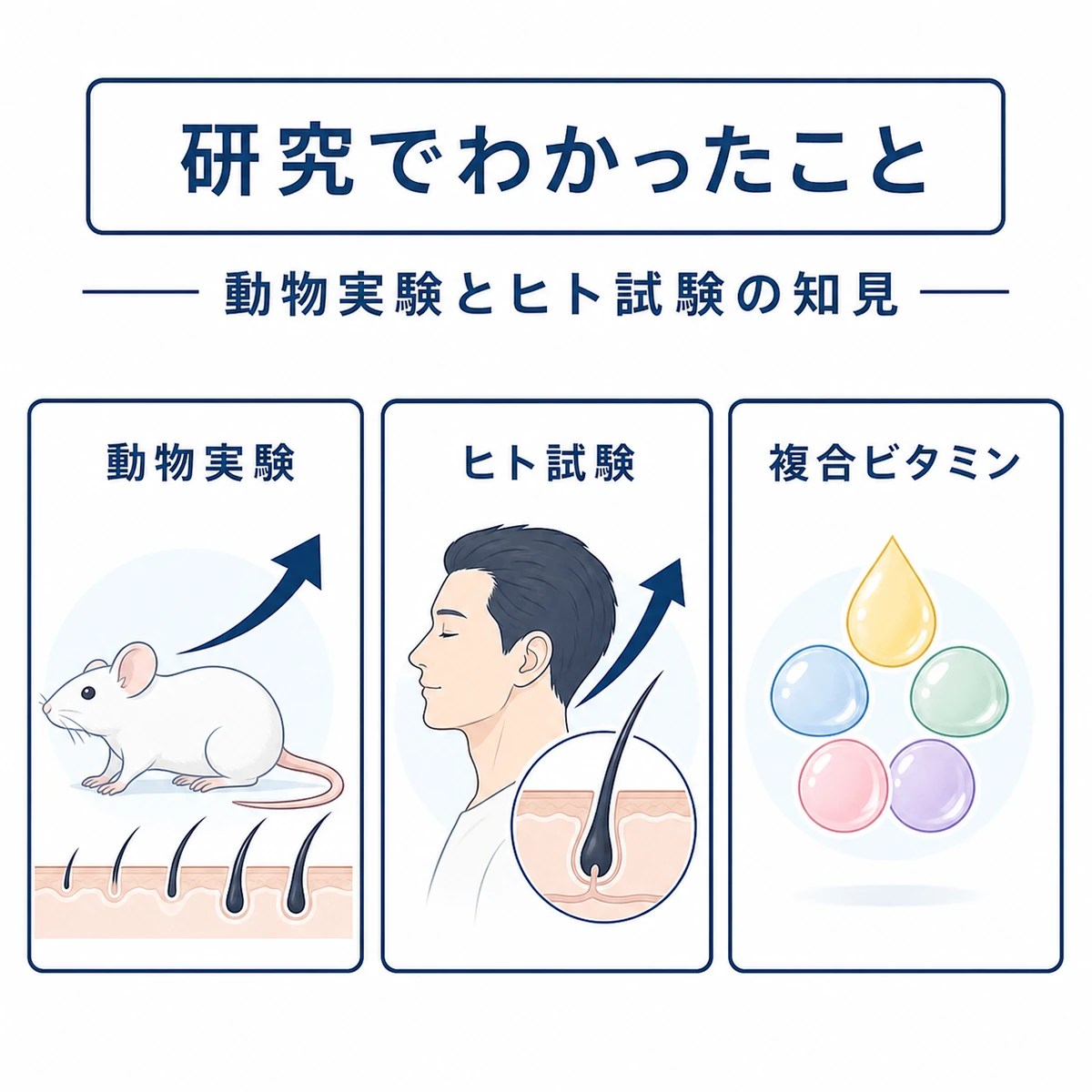酢酸トコフェロールの育毛研究を動物実験とヒト試験のカードで表した医療イラスト
