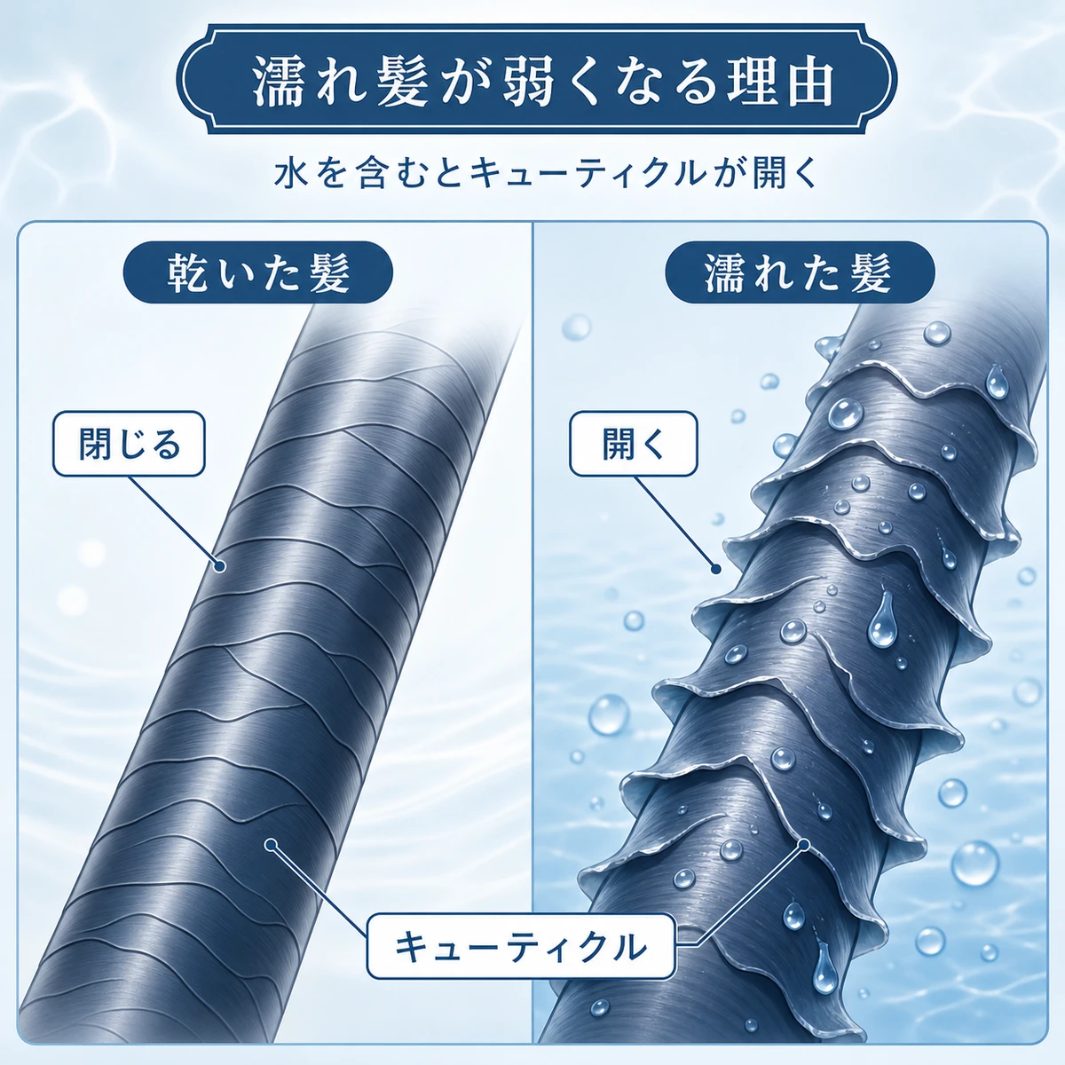 乾いた髪と濡れた髪でキューティクルの開き方が変わるようすを比べた医療イラスト