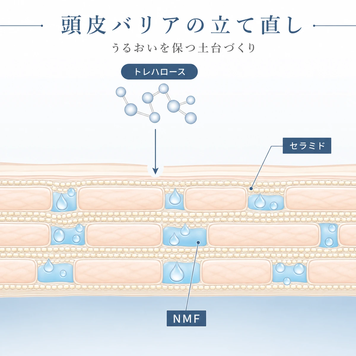 角質層のNMFとセラミドを補いバリアを立て直すトレハロースの働きを断面で表した医療イラスト