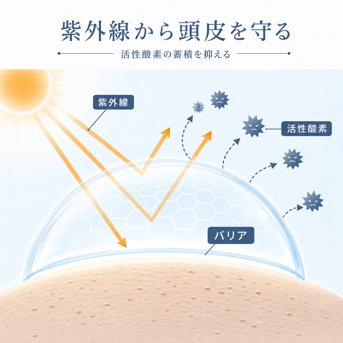 紫外線と活性酸素からシールドのように頭皮を守るトレハロースの抗酸化作用を表した医療イラスト