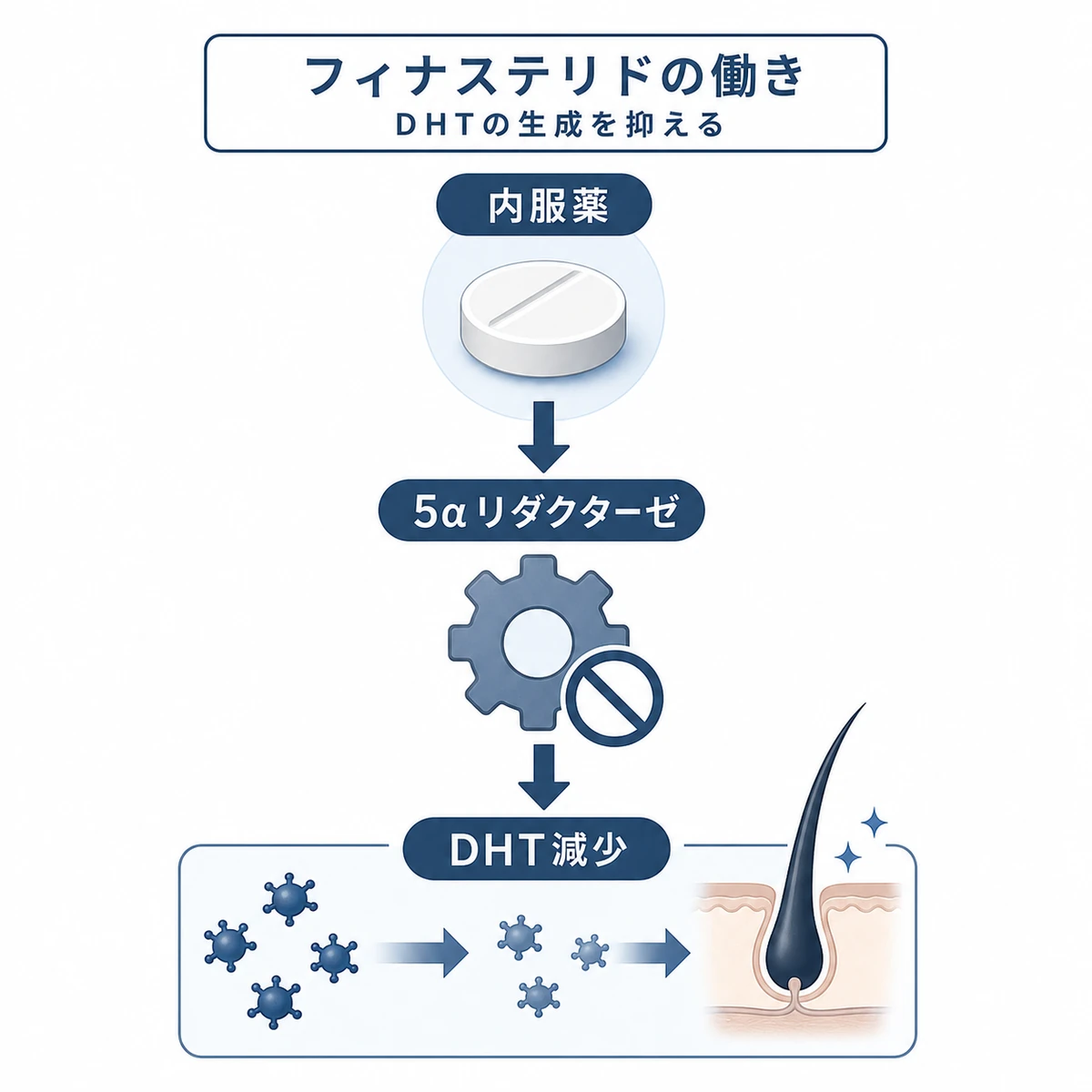 フィナステリドが酵素を抑えてDHTの生成を減らす流れを表した医療イラスト