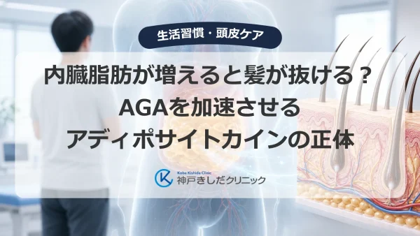 内臓脂肪が増えると髪が抜ける？AGAを加速させるアディポサイトカインの正体